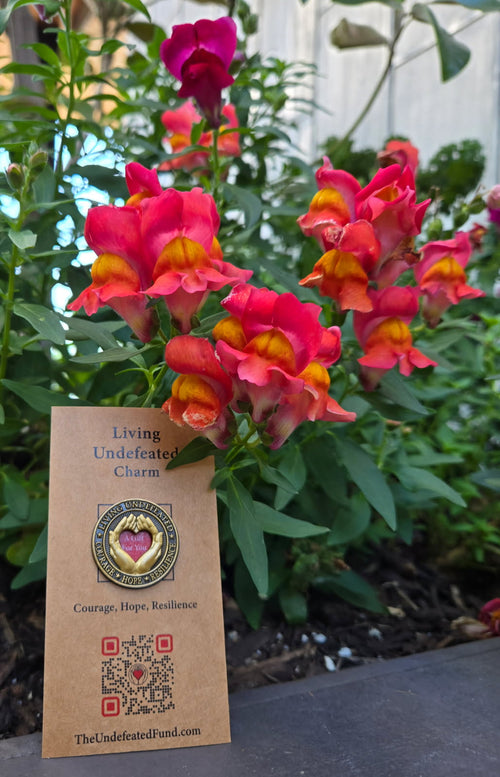 A Living Undefeated Charm tucked among red snapdragon flowers